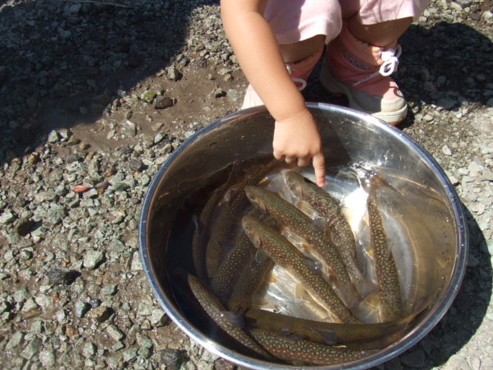 天然岩魚